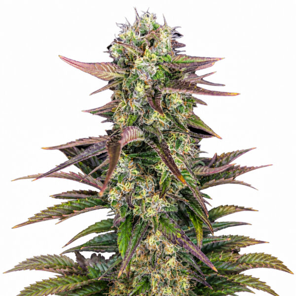 Gorilla X Zkittlez Auto Blüte mit sativadominanter Autoflowering Genetik