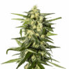 Jack Herer Auto Blüte mit sativadominanter Autoflowering Genetik