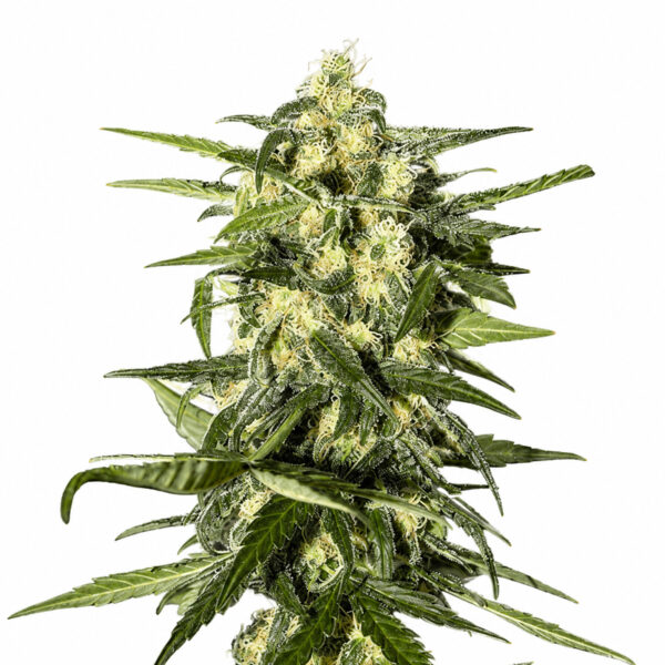 Jack Herer Auto Samen – Feminisierte Autoflowering Cannabis Samen 3 Jack Herer Auto Blüte mit sativadominanter Autoflowering Genetik