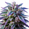 Purple Haze Auto Blüte mit fruchtiger Autoflowering Genetik