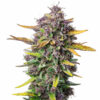 Purple Punch Auto Blüte mit süßer Autoflowering Genetik