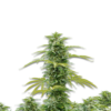 Cannabis Samen Skywalker