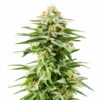 White Widow Samen Blüte – feminisierte Sorte von Jelly Bud Seeds