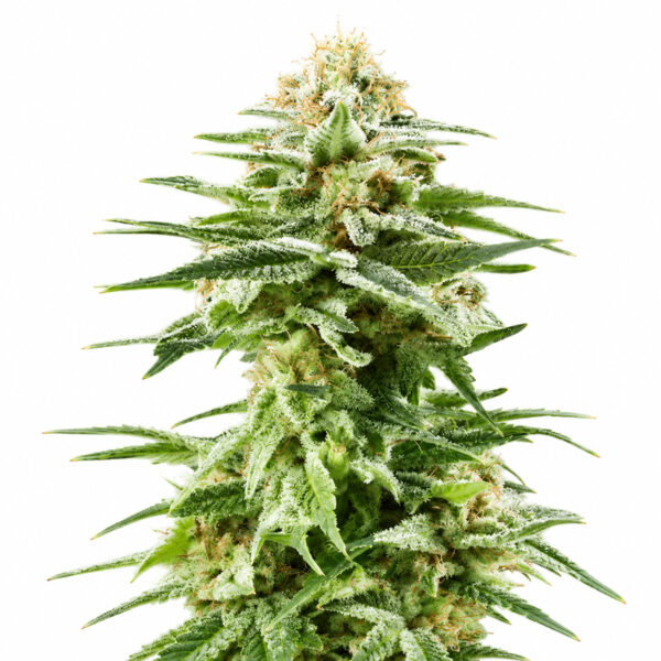 White Widow Samen Blüte – feminisierte Sorte von Jelly Bud Seeds