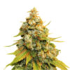 Super Lemon Haze Blüte mit sativa-dominanter Genetik