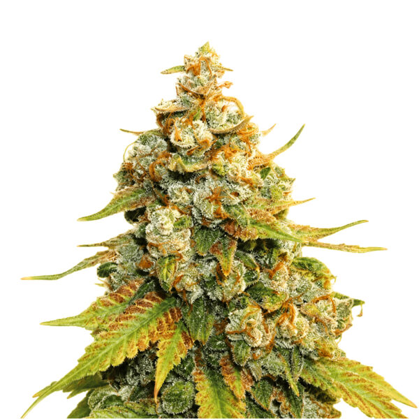 Super Lemon Haze Blüte mit sativa-dominanter Genetik