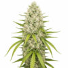 Super Silver Haze Blüte mit sativa-dominanter Genetik