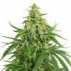 Super Skunk Samen Blüte – feminisierte Sorte von Jelly Bud Seeds