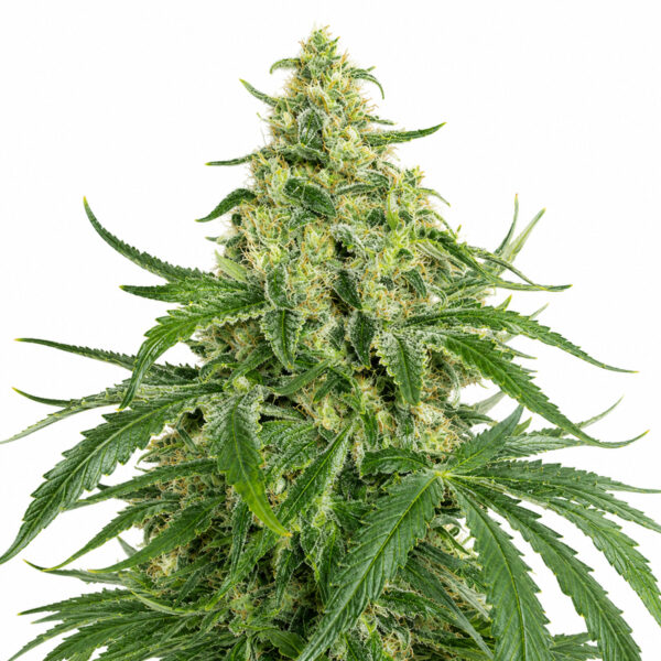 Super Skunk Samen Blüte – feminisierte Sorte von Jelly Bud Seeds