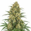 White Widow Auto Blüte mit klassischer Autoflowering Genetik