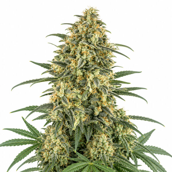 White Widow Auto Blüte mit klassischer Autoflowering Genetik