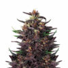 Purple Kush Auto Blüte mit indica-dominanter Autoflowering Genetik