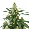 AK47 Auto Blüte mit sativa-dominanter Autoflowering Genetik