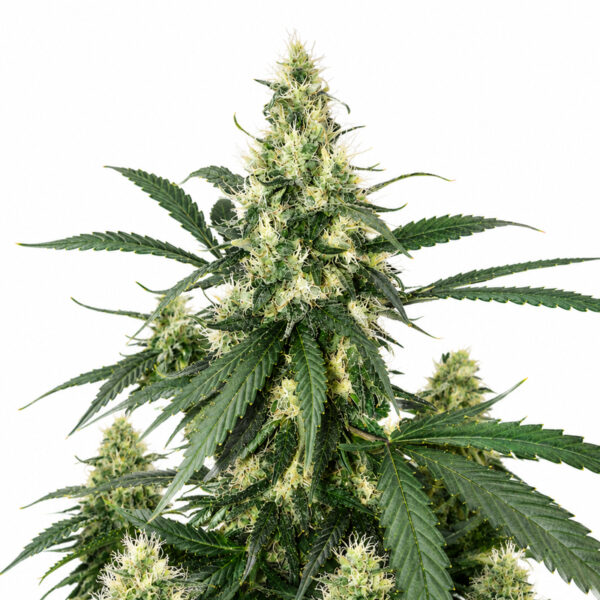 AK47 Auto Blüte mit sativa-dominanter Autoflowering Genetik