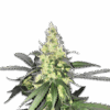 Samen AK47 Auto