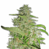Seeds Big Bud