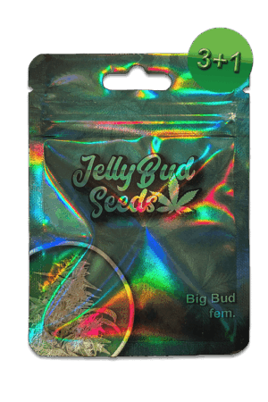 Seeds Big Bud