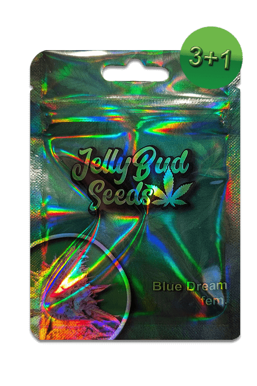 Samen "Blue Dream" fem.