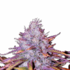 Samen "Blue Dream" fem.