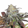 California Orange Seeds