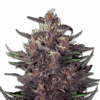 Samen Purple Kush Auto