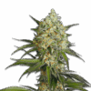 Samen "Sour Diesel" fem.