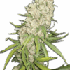 Seeds Samen Super Silver haze