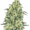 White Widow auto