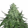 Samen Seeds Super Skunk