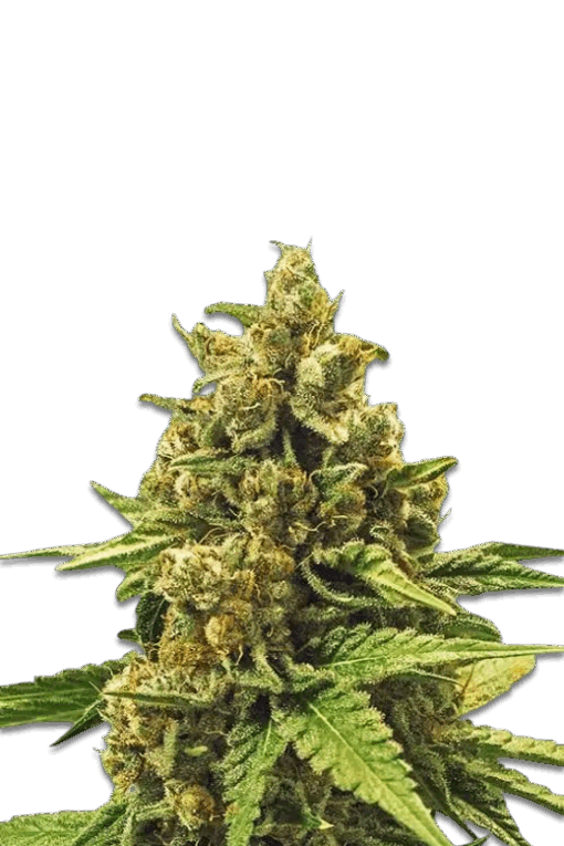 Cannabis Samen Apple Fritter fem.