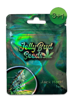 Cannabis Samen Jack Herer