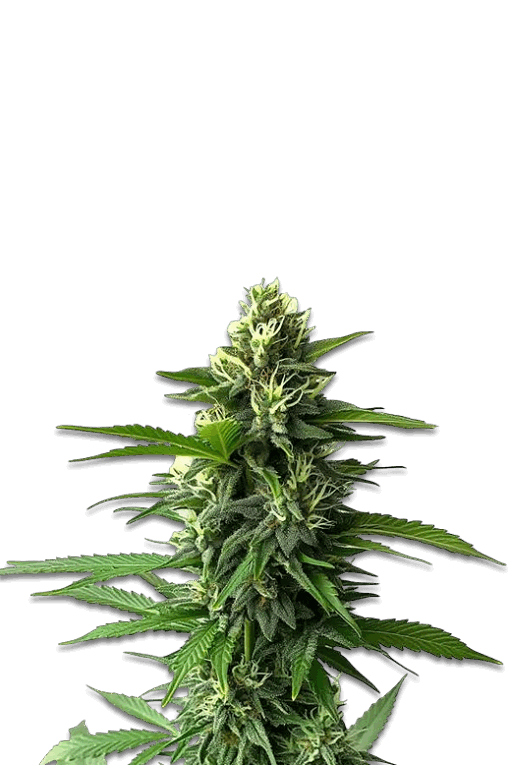 Cannabis Samen Jack Herer