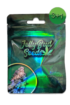 Cannabis Samen Lemon Cherry Gelato Auto