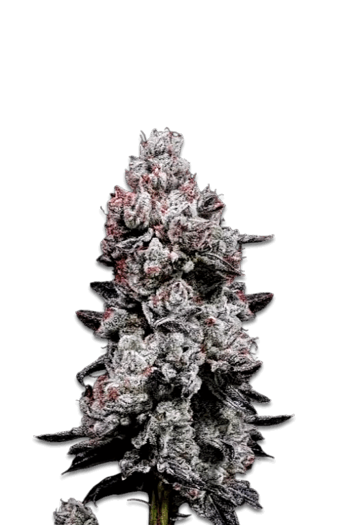 Cannabis Samen Lemon Cherry Gelato Auto