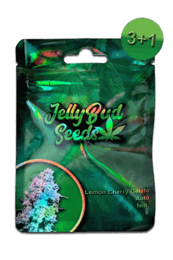Cannabis Samen Lemon Cherry Gelato
