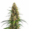 Permanent Marker Auto Blüte mit indica-dominanter Autoflowering Genetik