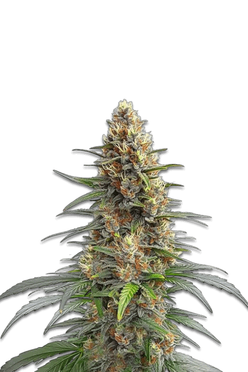 Cannabis Samen Permanent Marker Auto