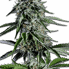 Samen Seeds RS11