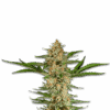 Skunk Auto