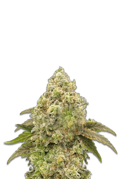 Cannabis Samen Super Boof