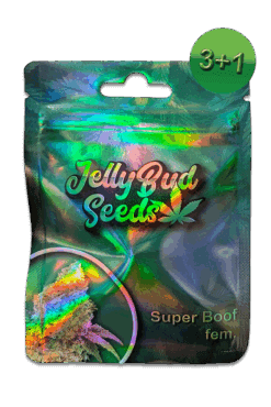 Cannabis Samen Super Boof