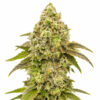Super Boof Samen Blüte – feminisierte Sorte von Jelly Bud Seeds