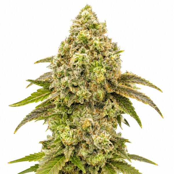 Super Boof Samen Blüte – feminisierte Sorte von Jelly Bud Seeds