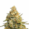 Super Lemon Haze