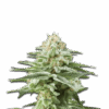 White Widow