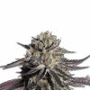 Seeds Samen Zerealz