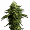 Zkittlez Feminisierte Samen