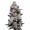 Lemon Cherry Gelato Auto Blüte mit fruchtiger Autoflowering Genetik