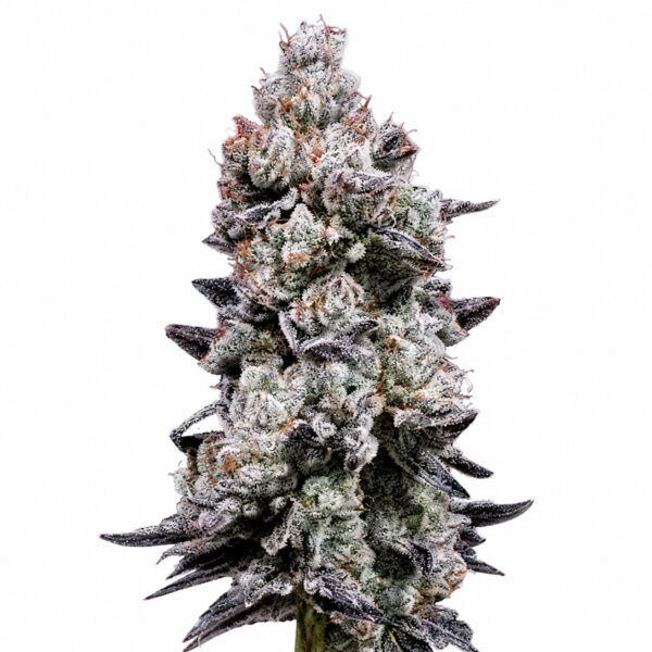 Lemon Cherry Gelato Auto Blüte mit fruchtiger Autoflowering Genetik