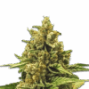 Cannabis Samen Apple Fritter fem.